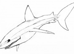 Fonds d'cran Art - Crayon Requin