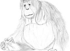 Wallpapers Art - Pencil Orang-outan