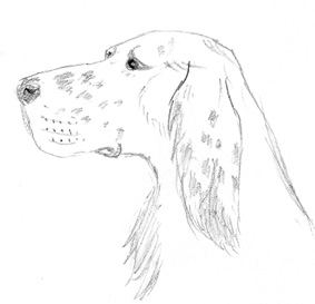 Wallpapers Art - Pencil Animals - Dogs Setter Irlandais