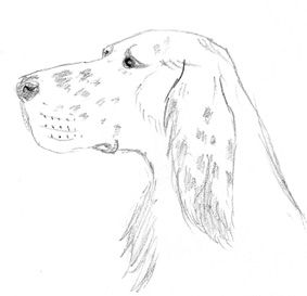 Wallpapers Art - Pencil Animals - Dogs Setter Irlandais