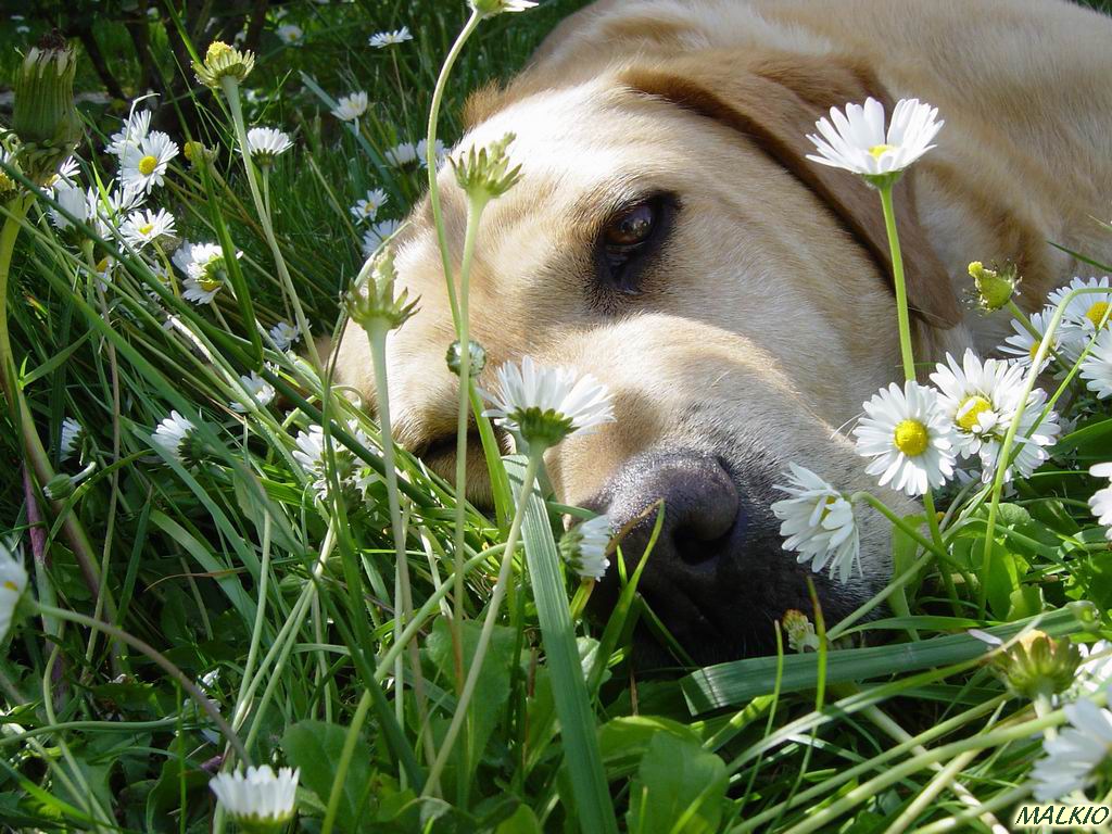 Fonds d'cran Animaux Chiens le dodo du Labrador