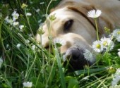 Wallpapers Animals le dodo du Labrador