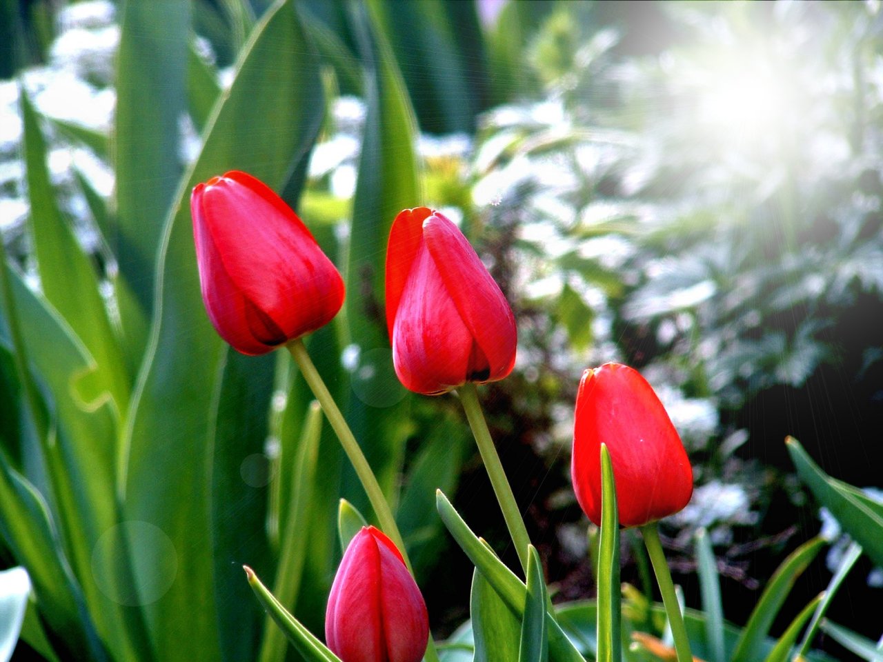 Fonds d'cran Nature Fleurs Tulipes