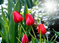 Wallpapers Nature Tulipes