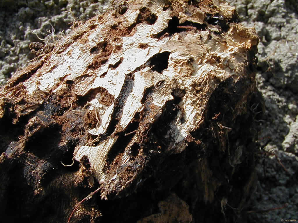 Fonds d'cran Nature Divers - Compositions Bois