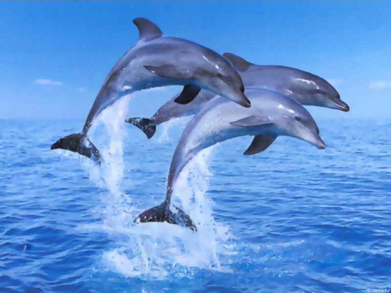 Fonds d'cran Animaux Vie marine - Dauphins 