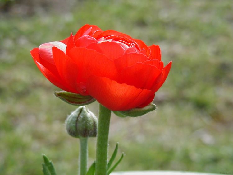 Fonds d'cran Nature Fleurs Red flower