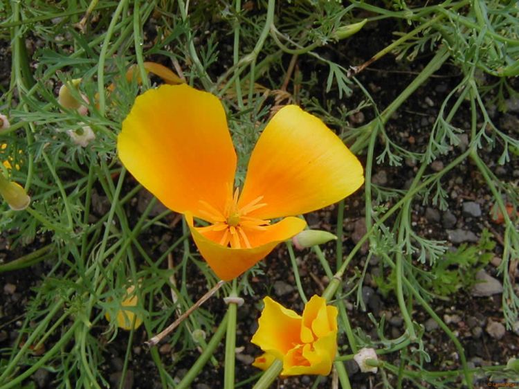 Fonds d'cran Nature Fleurs Orange flower