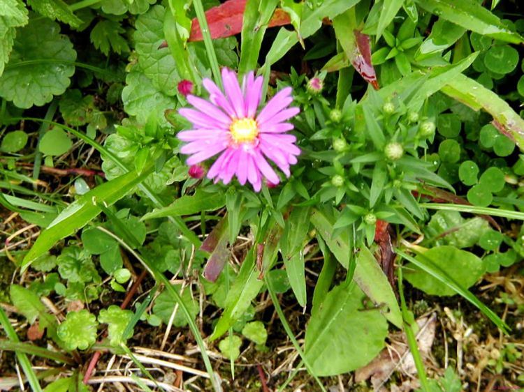 Fonds d'cran Nature Fleurs Pink flower