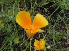 Fonds d'cran Nature Orange flower