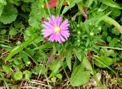 Fonds d'cran Nature Pink flower