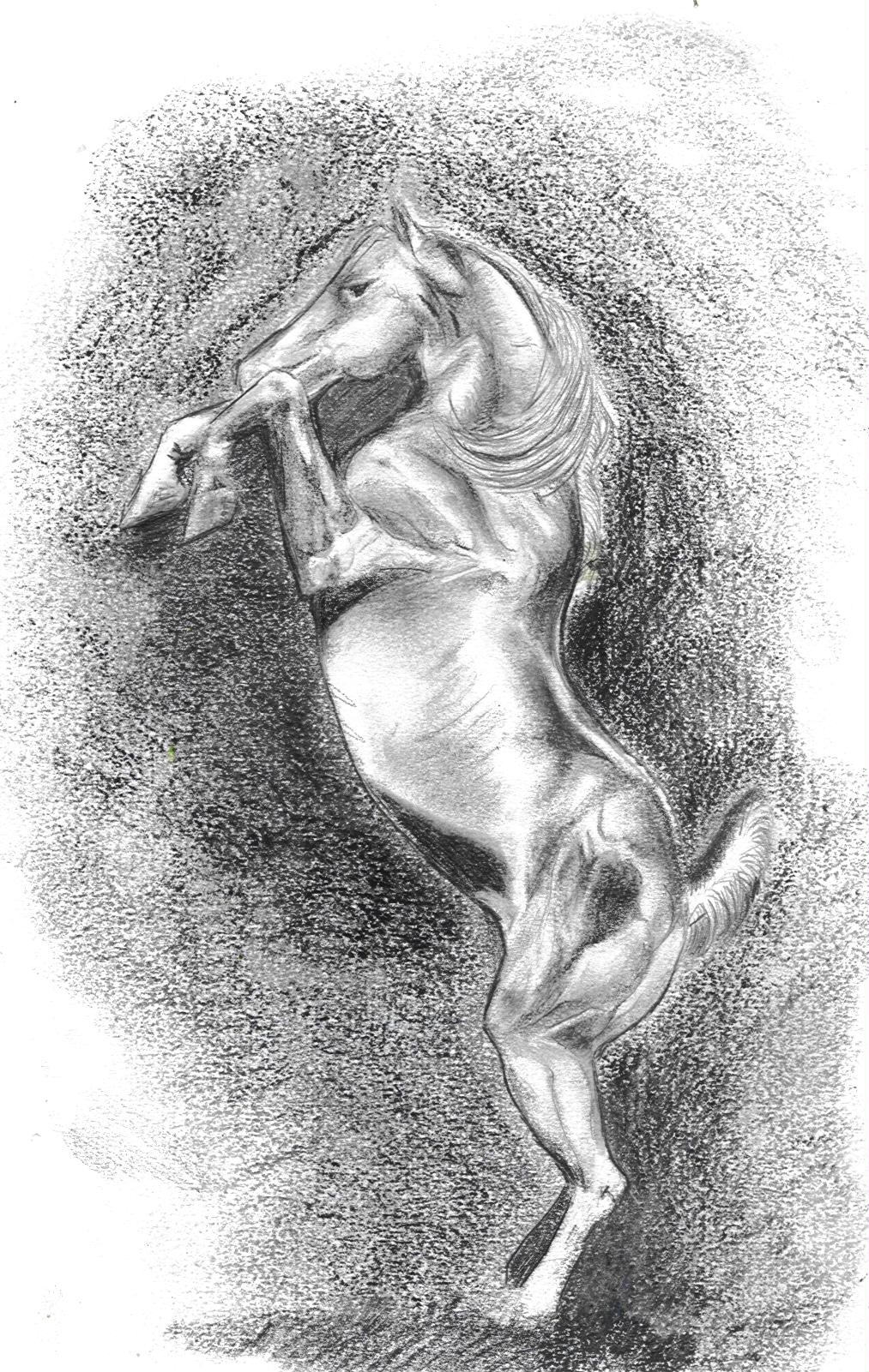 Wallpapers Art - Pencil Animals - Horses zorro sans zorro