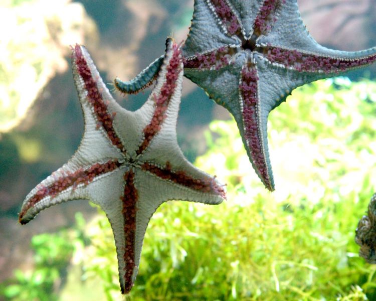 Fonds d'cran Animaux Vie marine - Etoiles de mer Etoiles de mer