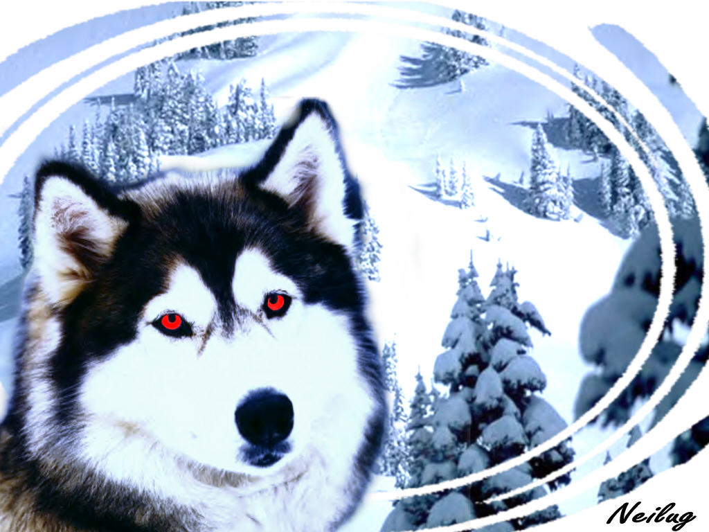 Wallpapers Digital Art Animals wolf spirit remix