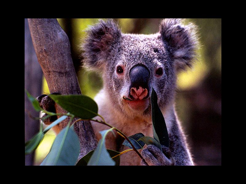 Fonds d'cran Animaux Koalas 