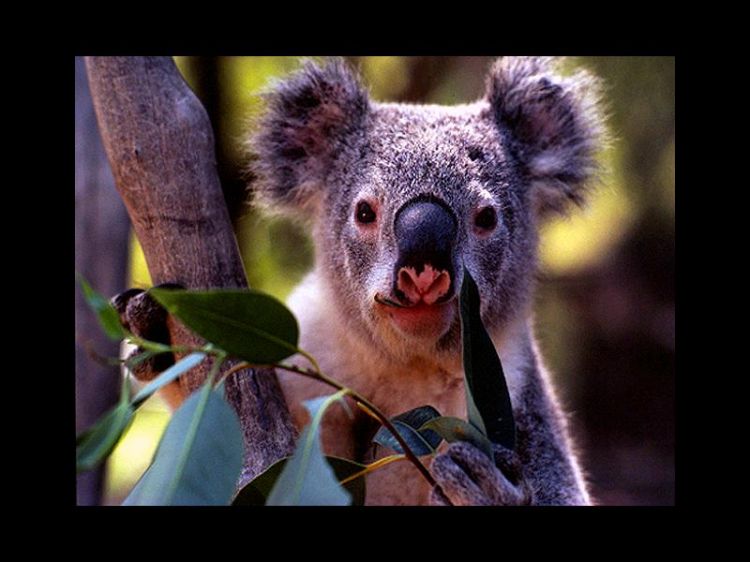 Fonds d'cran Animaux Koalas Wallpaper N9384