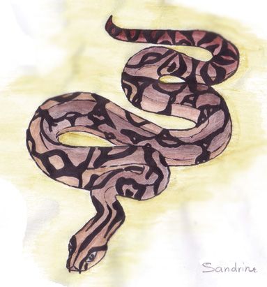 Fonds d'cran Art - Crayon Animaux - Reptiles Boa red tail