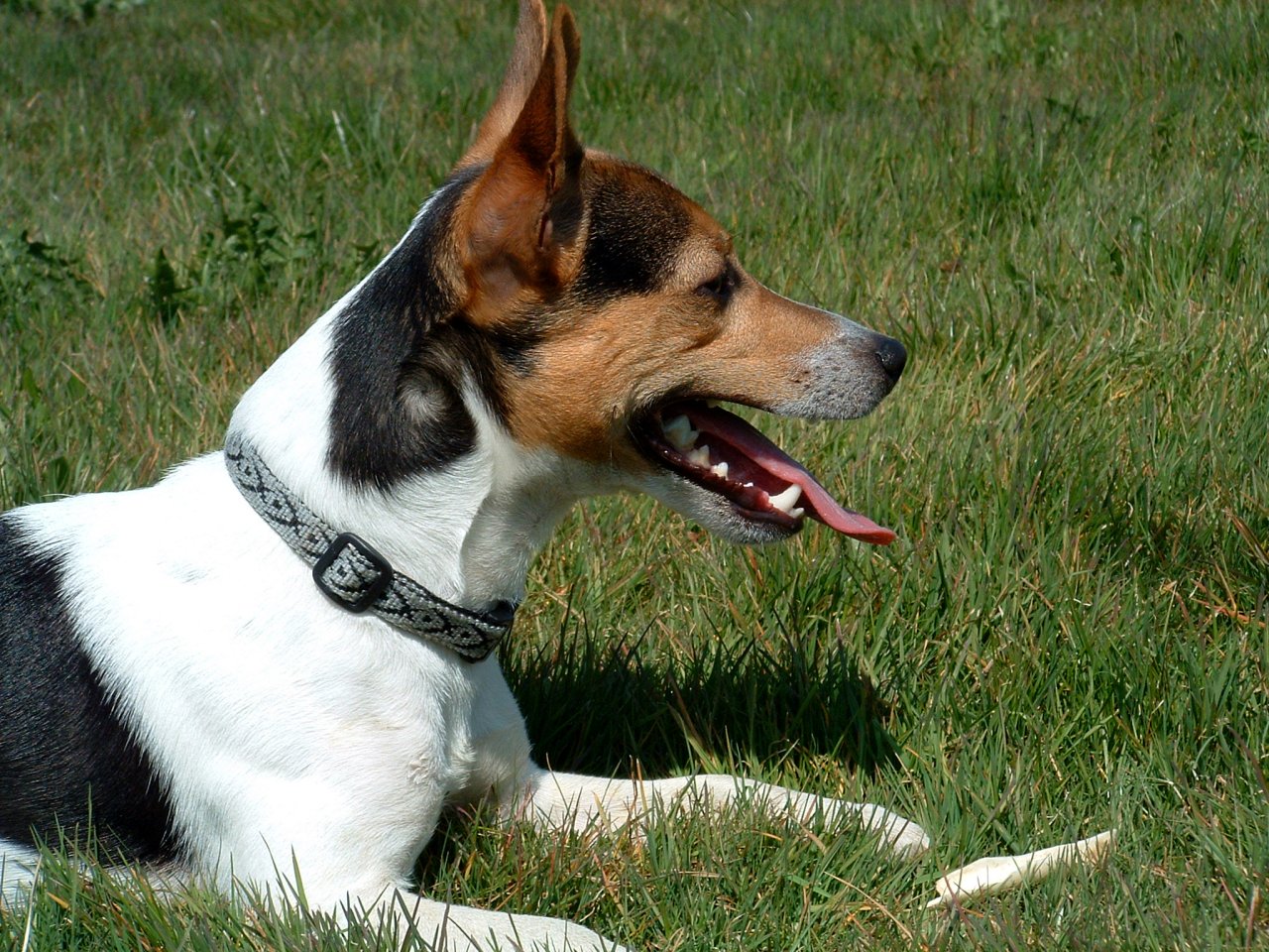 Wallpapers Animals Dogs Jack Russel...