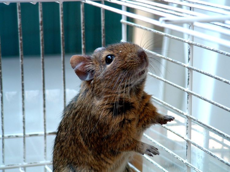 Fonds d'cran Animaux Rongeurs - Octodons Pepette...