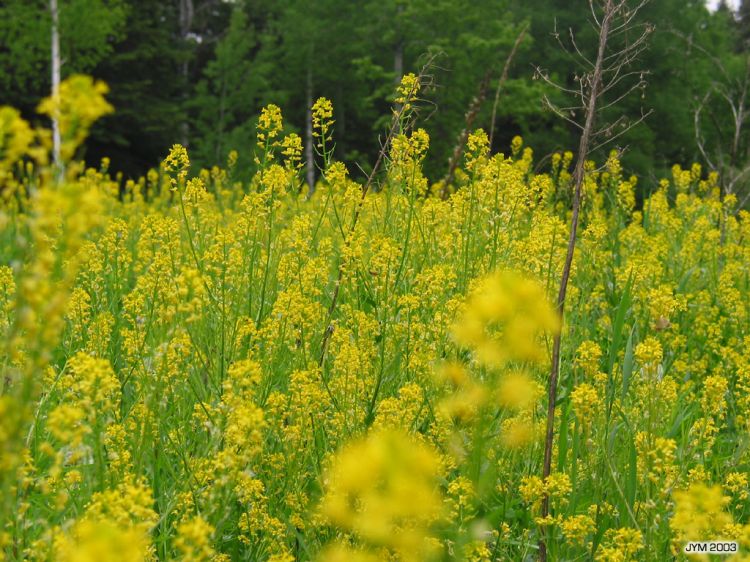 Fonds d'cran Nature Fleurs Champs de Moutarde