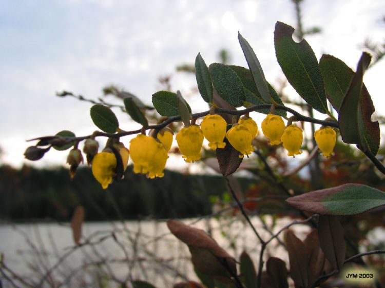 Fonds d'cran Nature Fleurs Cloches Ensoleilles