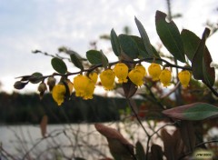 Fonds d'cran Nature Cloches Ensoleilles