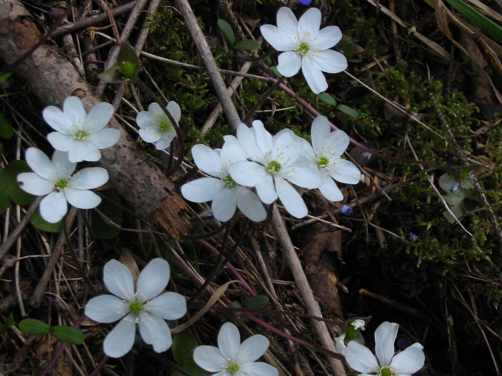 Wallpapers Nature Flowers clmatiques blanches