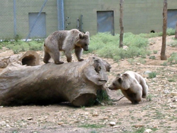 Fonds d'cran Animaux Ours ours qui s'amusent