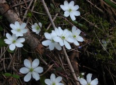 Fonds d'cran Nature clmatiques blanches