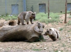 Fonds d'cran Animaux ours qui s'amusent