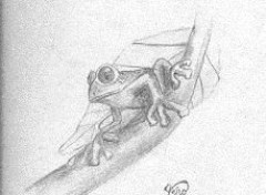 Wallpapers Art - Pencil grenouille