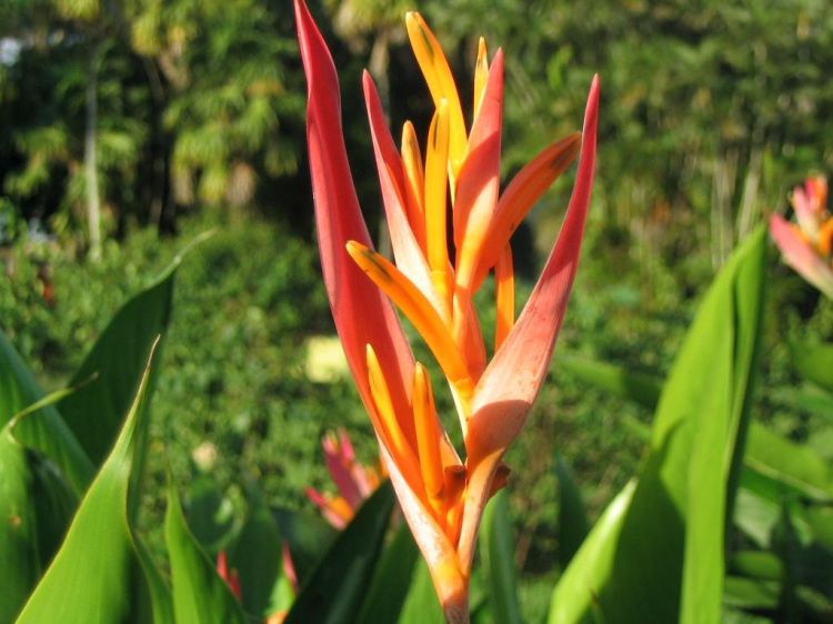 Fonds d'cran Nature Fleurs Oiseau de Paradis - Ile Maurice