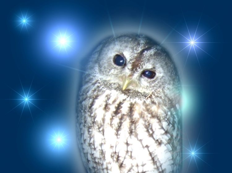 Wallpapers Animals Birds - Owls Une petite hulotte dans les toiles