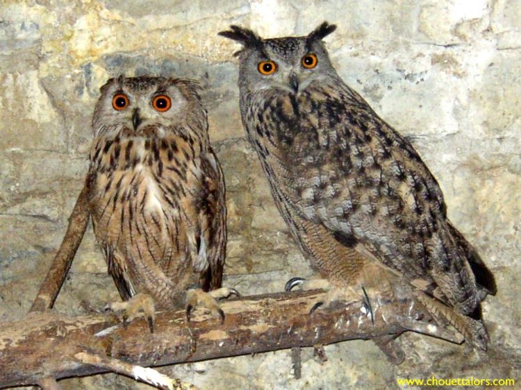 Fonds d'cran Animaux Oiseaux - Hiboux et Chouettes couples de grands-ducs d'Amrique