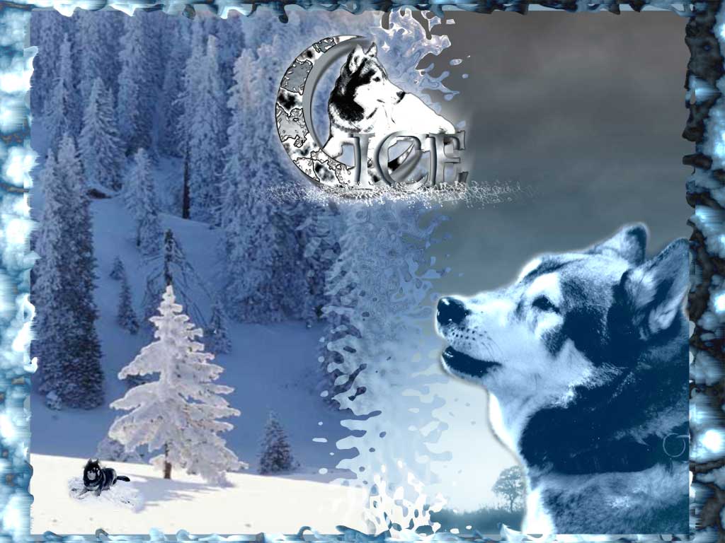 Fonds d'cran Animaux Loups IcE