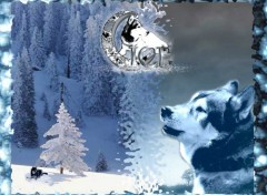 Wallpapers Animals IcE