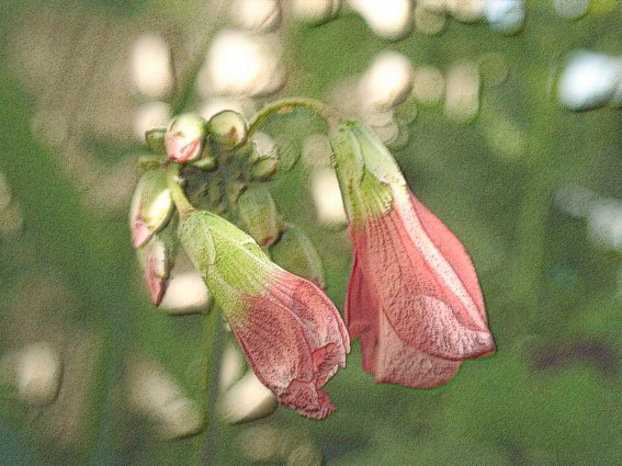 Wallpapers Nature Flowers fleur