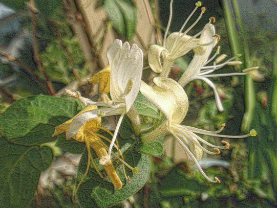 Wallpapers Nature Flowers chevrefeuille