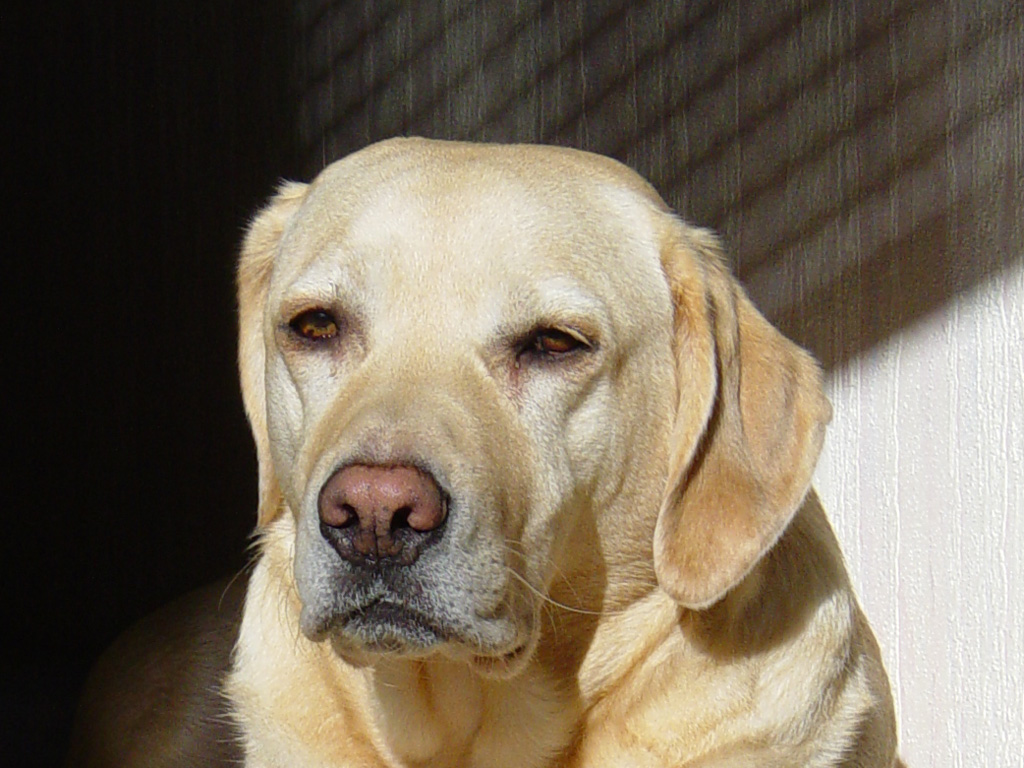 Fonds d'cran Animaux Chiens L'oeil vif du chien de chasse