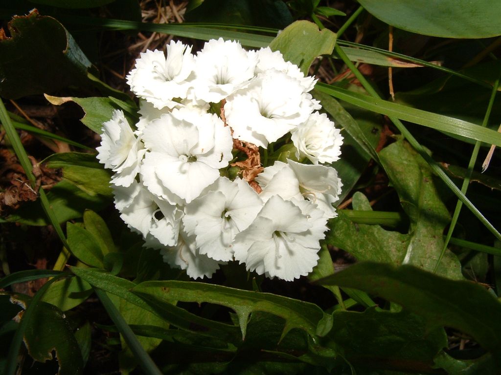 Fonds d'cran Nature Fleurs 