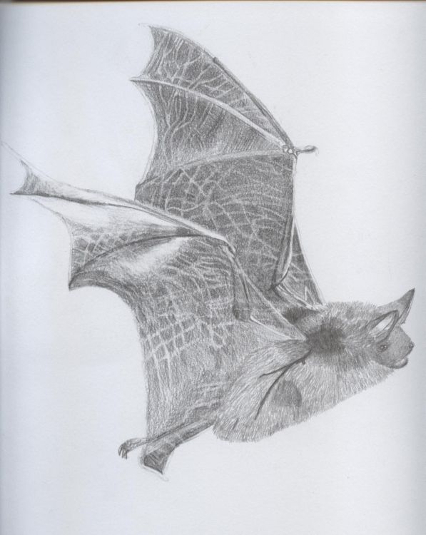 Fonds d'cran Art - Crayon Animaux - Divers chauve souris