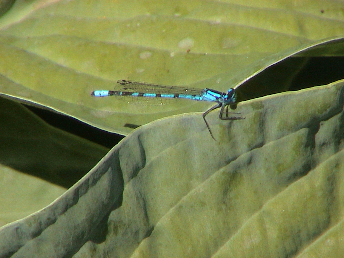 Wallpapers Animals Insects - Dragonflies Libellule