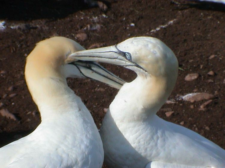 Fonds d'cran Animaux Oiseaux - Divers Fous de bassan