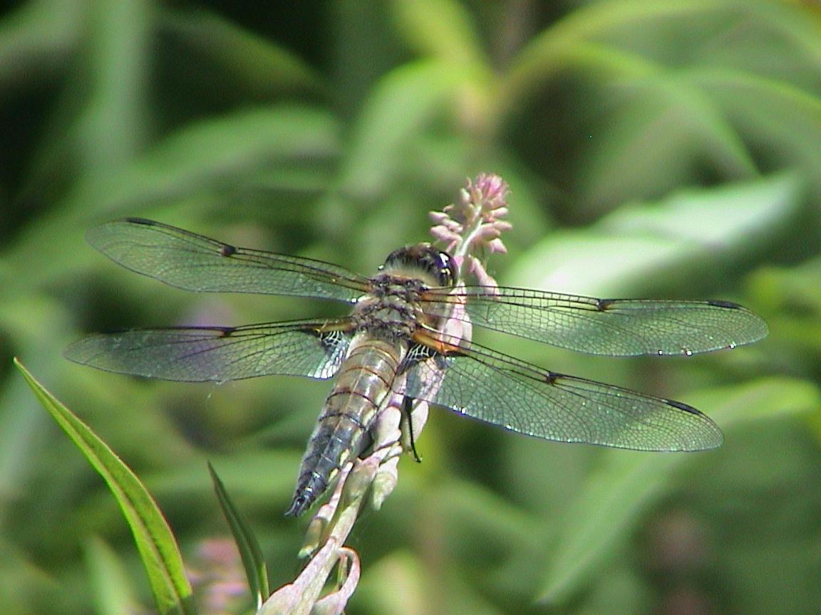 Fonds d'cran Animaux Insectes - Libellules Libellule