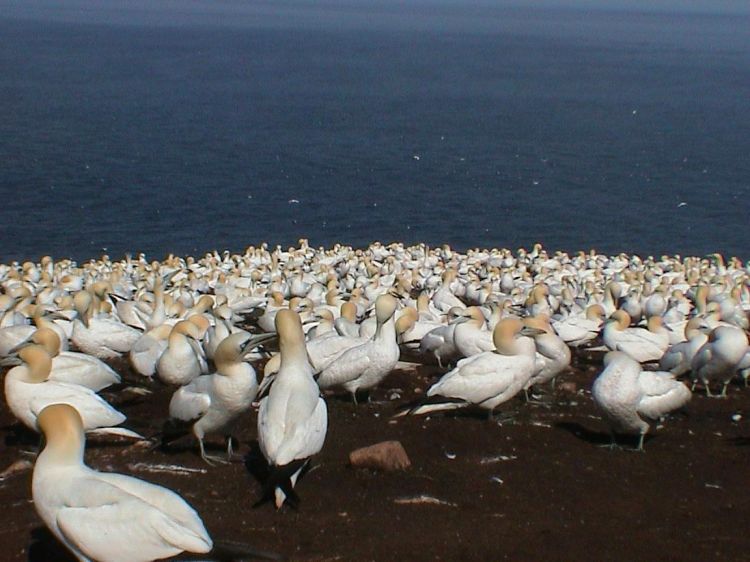 Fonds d'cran Animaux Oiseaux - Divers Fous de bassan