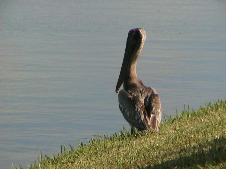 Wallpapers Animals Birds - Pelicans Plican