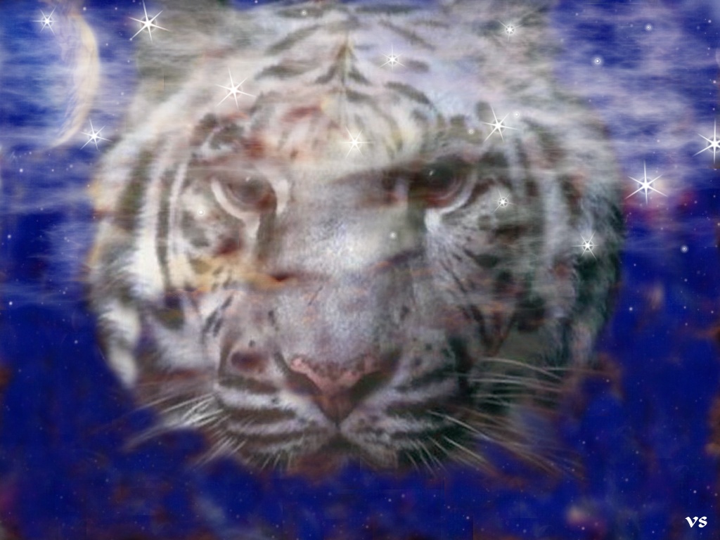 Fonds d'cran Art - Numrique Animaux tigre blanc