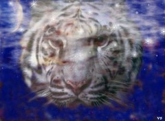 Wallpapers Digital Art tigre blanc