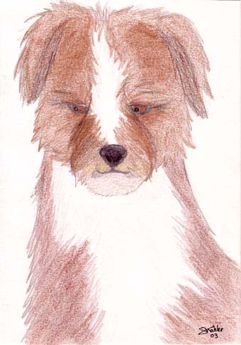 Fonds d'cran Art - Crayon Animaux - Chiens Jeune batard