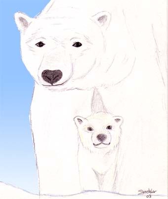 Fonds d'cran Art - Crayon Animaux - Ours Ours Polaire